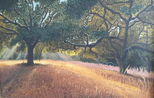 Back-Lighted-Coast-Live-Oaks-Oakland-Hills-Redwood-Regional-Park-across-from-Chabot-Science-Center-16-X-24-oil-1979