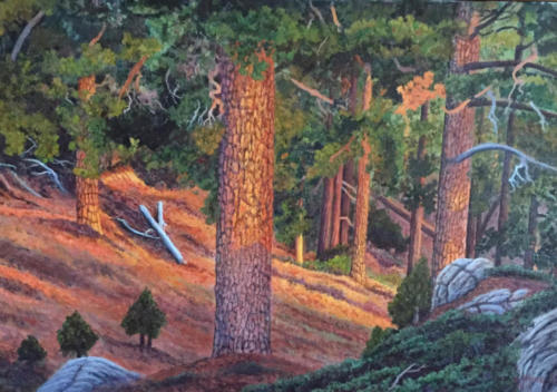 First-Light-On-Sugar-Pine-with-background-Golden-Trout-area-Sierra-National-Forest-1982-oil-16-X-24